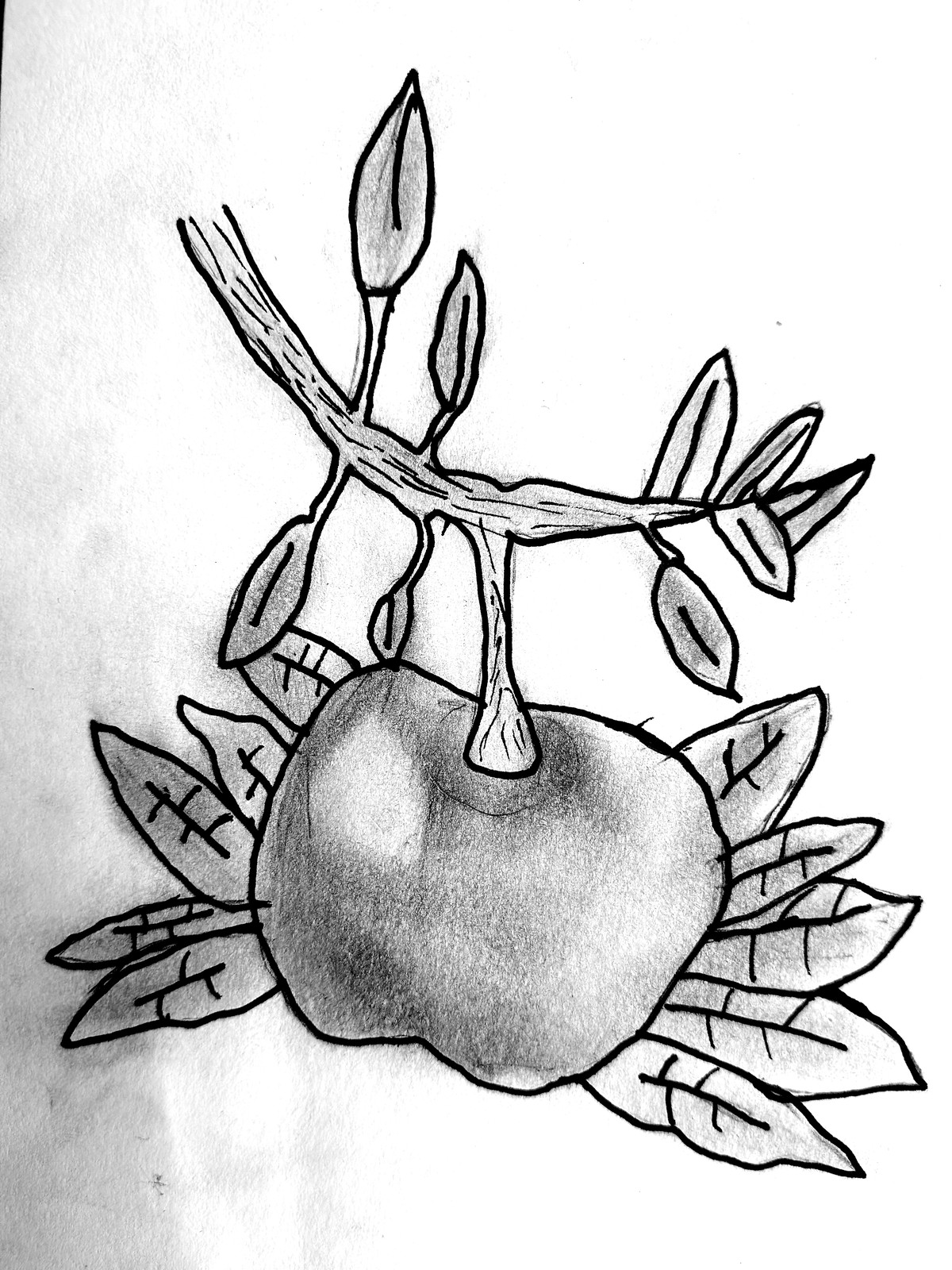 A pencil drawing of a large apple nestled among broad shaded leaves on a branch