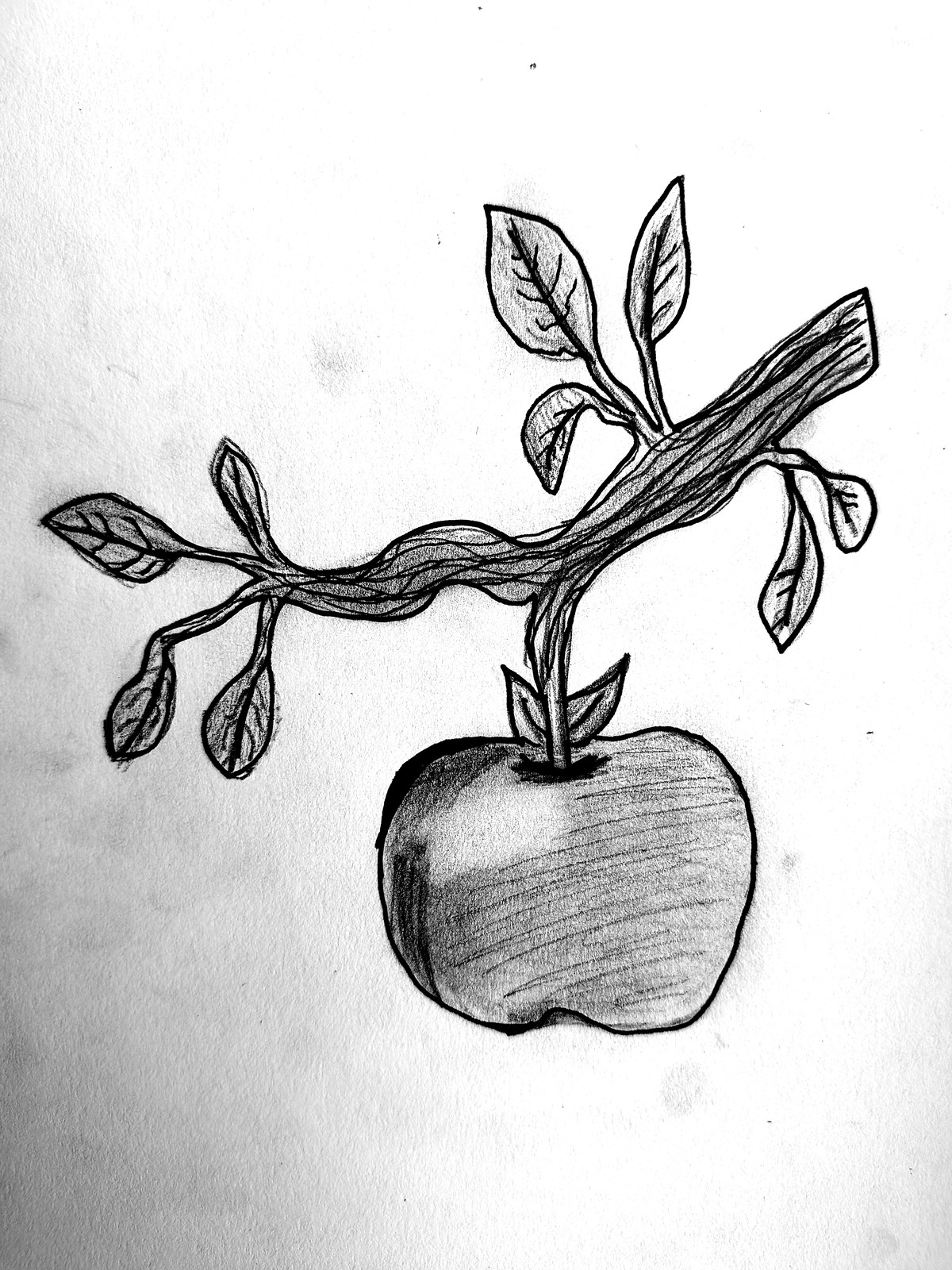 A pencil drawing of an apple hanging from a branch, with carefully shaded fruit and detailed leaves