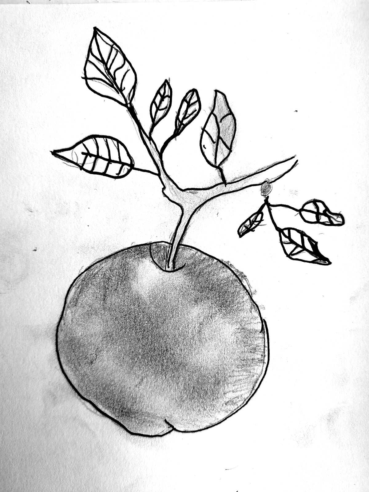 A pencil drawing of a large shaded apple on a branch with detailed veined leaves