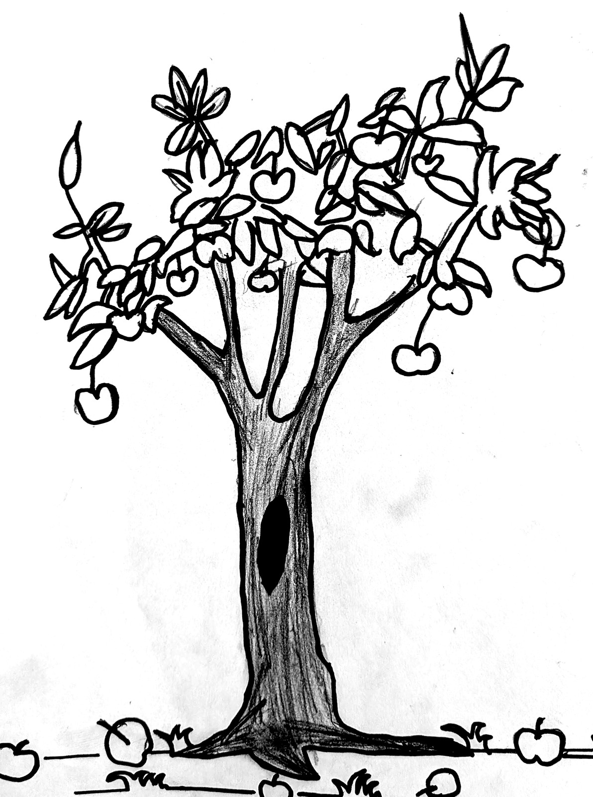 A pencil drawing of an apple tree with a hollow in its trunk, laden with fruit, and fallen apples along the ground beneath