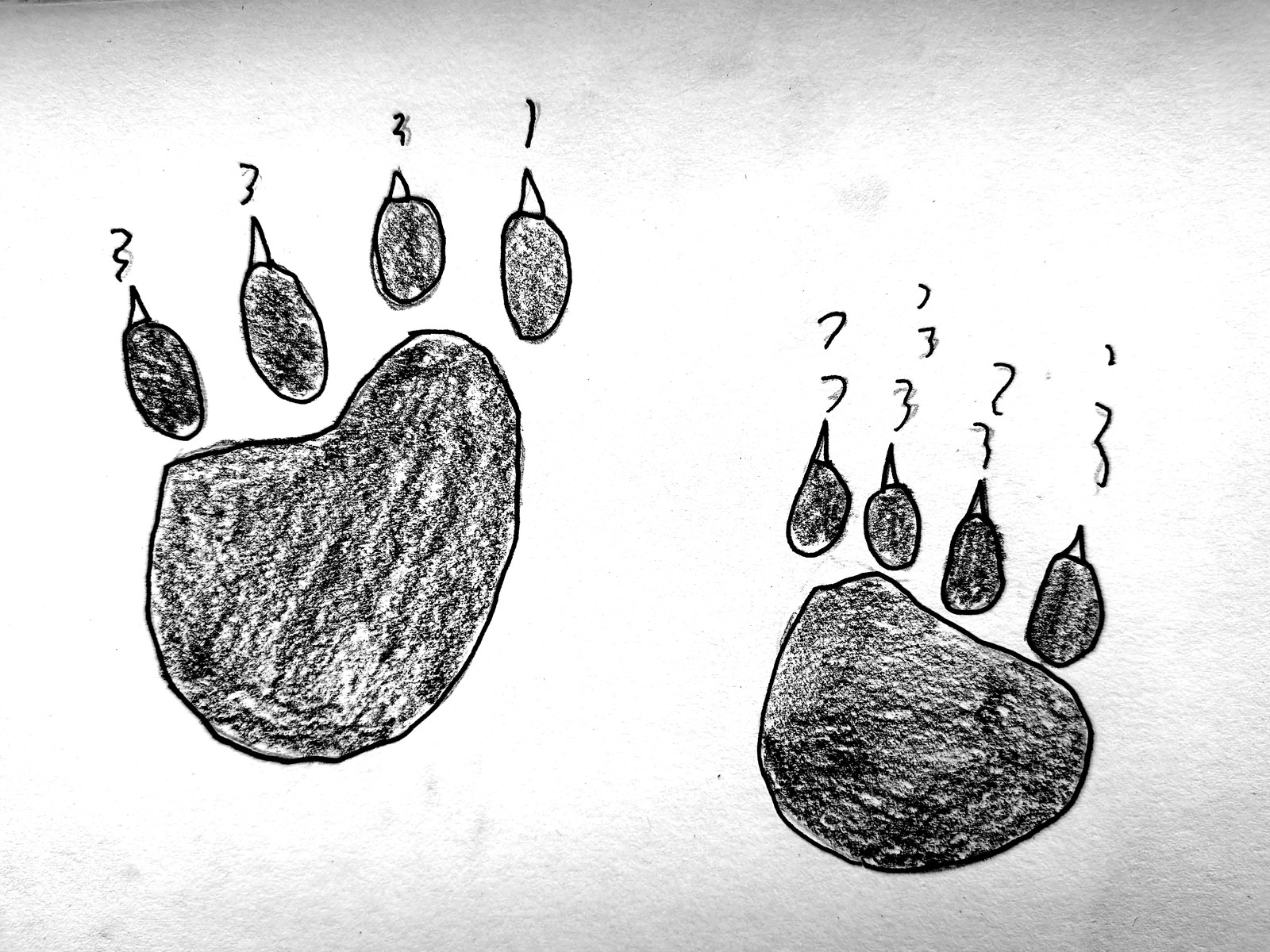 Two large shaded bear paw prints with claws, side by side, each claw numbered