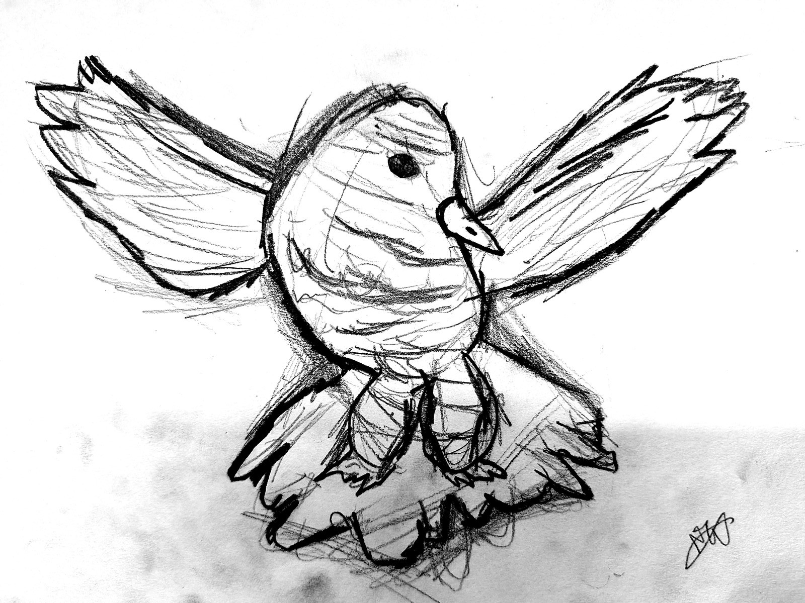 Freddie's energetic pencil sketch of a bird in flight, wings outstretched, caught mid-swoop