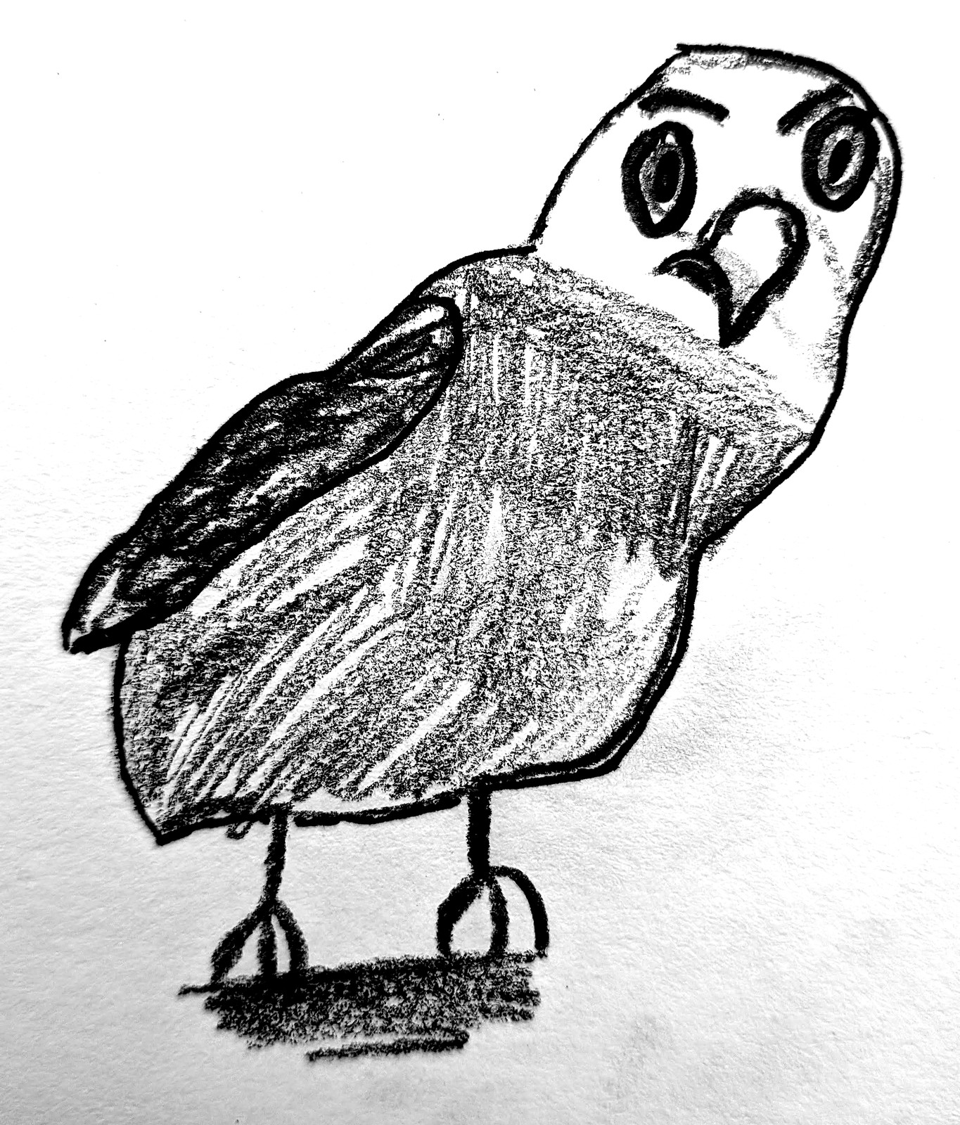 Tilly's pencil drawing of a round, wide-eyed bird — an owl-like figure standing upright with shaded wings